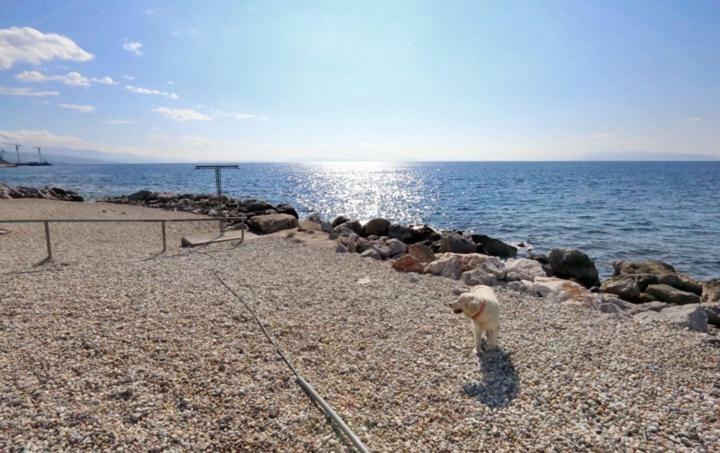 Apartament Andi *